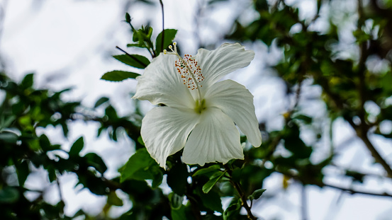 the hibiscus flower white color