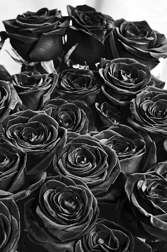 Stylish black roses, vertical photo. Romantic postcard.