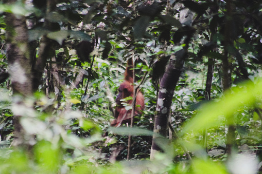 Pongo abelii (sumatran orangutan) in wild