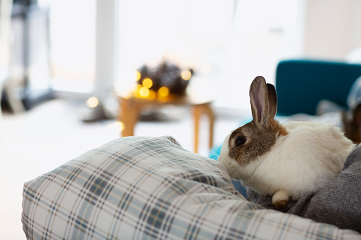 It is christms time, a rabbit is sitting in the arm of his owner, the other is sitting at the end of the sofa, quite out of focus, in the background there are christmas lights, the owner is seen from behind
