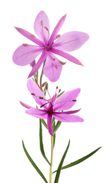 Pink Alpine willowherb flowers isolated on white