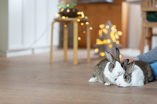 It is christmas time, two rabbits are sitting on wooden floor, hands of owner are stroking the rabbits,  in the background there are christmas lights