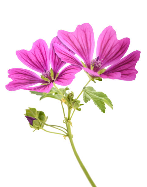 Mallow flowers Mallow flowers isolated  on white background malva stock pictures, royalty-free photos & images