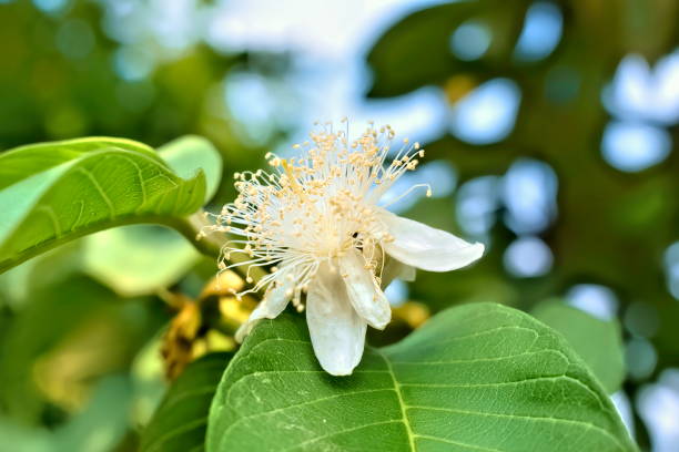 Closeup view of a guava flower on a tree