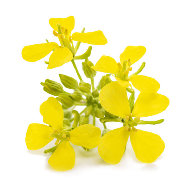 istock Mustard plant with flowers 1400098783
