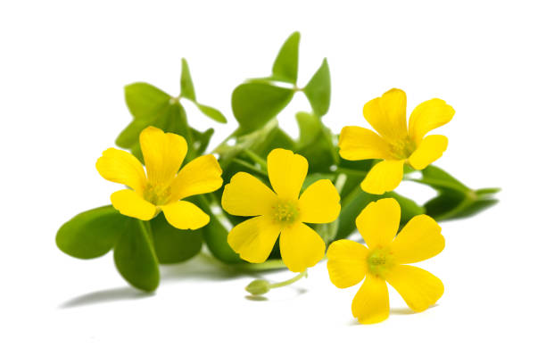 istock Yellow woodsorrel flowers 1400098909