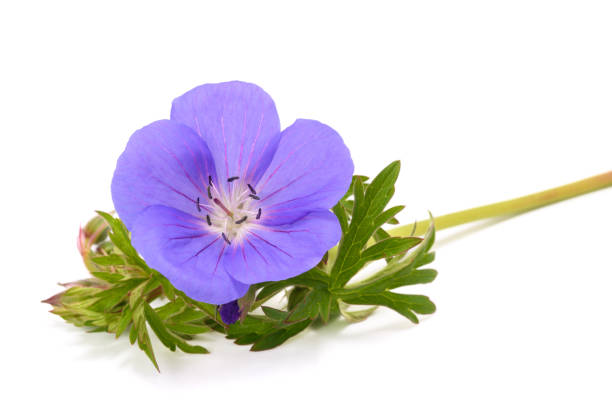 geranium flower - geranium pratense zdjęcia i obrazy z banku zdjęć