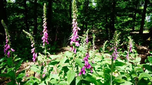 Fingerhut Flowering plant fingerhut stock pictures, royalty-free photos & images