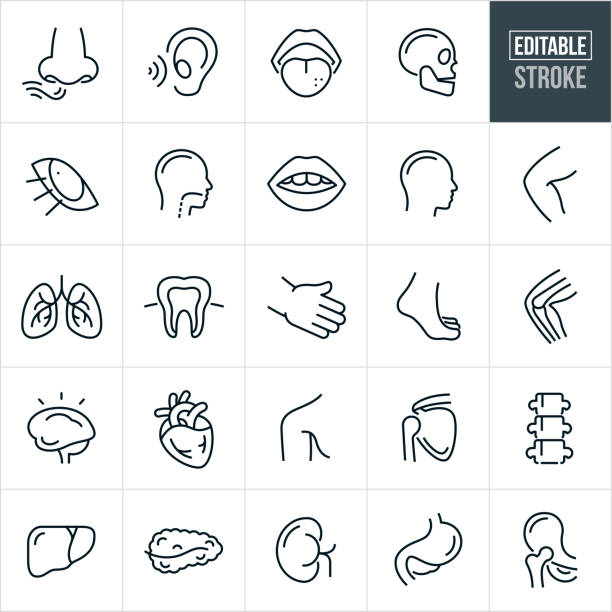 Human Body Parts Thin Icons - Editable Stroke A set of human body parts icons that include editable strokes or outlines using the EPS vector file. The icons include a human nose smelling, ear hearing, mouth, tongue tasting, skull, eye seeing, throat, head, knee, knee joint, lungs, tooth, hand, foot, brain, heart, shoulder, shoulder joint, hip joint, spine, liver, spleen, kidney and stomach tooth in hand stock illustrations