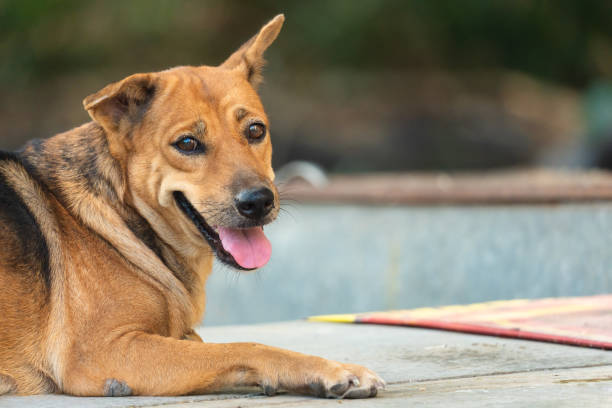 brown domestic dog lying and looking at camera - selvagem imagens e fotografias de stock