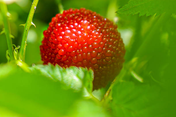 Red ripe berry in green foliage close up