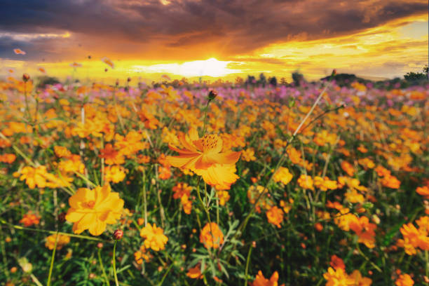 Natural view cosmos filed and sunset on garden background
