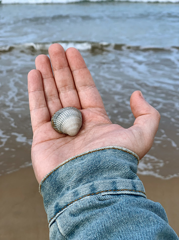Hand holding a shell on a beach