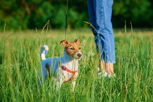 Cute dog walking at park with green grass, Woman walks with her dog outdoors, Pet care