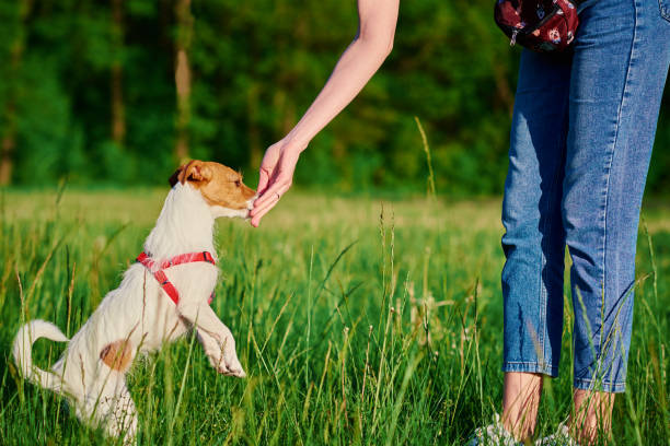 夏の日に女性訓練犬 - ジャックラッセルテリア ストックフォトと画像