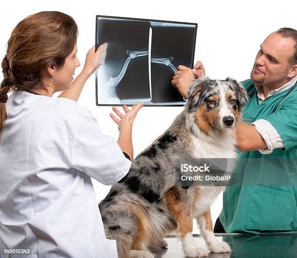 Veterinarios Examinando Una Radiografía Australian Shepherds Frente Blanco Foto de stock y más banco de imágenes de Imagen de rayos X