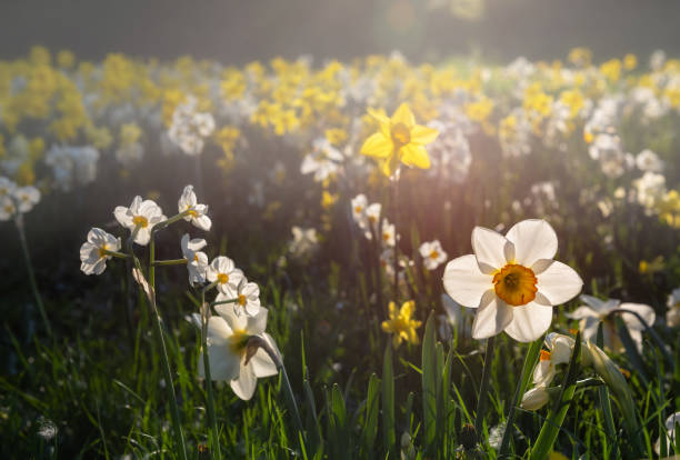 istock Daffodils on the lawn in the backlight. 1400104920