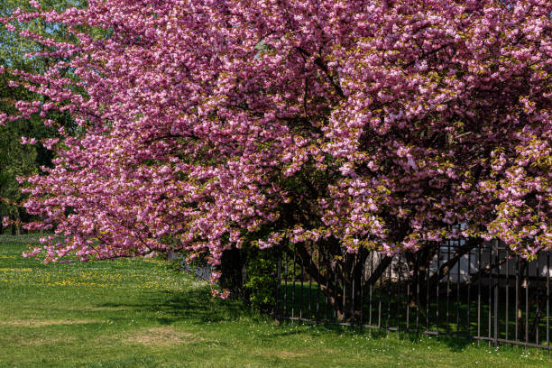 istock Sakura blossoms in Europe. 1400104943