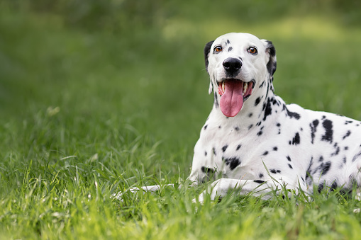 Portrait of cute dog of dalmatian breed lying down on green grass at summer with tongue out