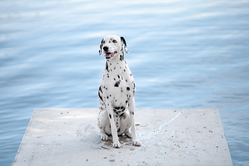 Young dalmatian dog sitting on platform on the blue water background