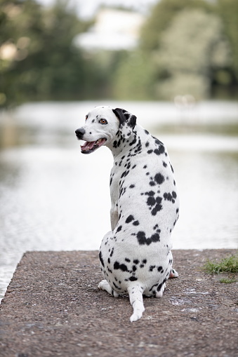 Young dalmatian dog sitting on platform at nature
