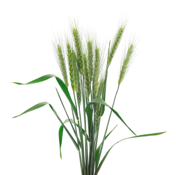istock Bunch of green wheat ears. 1400106090