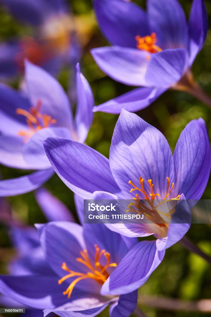 Saffron flowers Bright purple Saffron flowers on a sunny day. Crocus Stock Photo