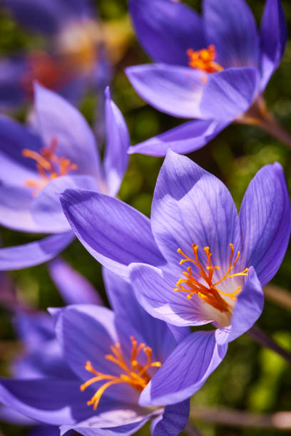 Saffron flowers stock photo
