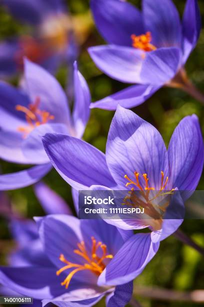 Saffron Flowers Stock Photo - Download Image Now - Crocus, Blue, Photography
