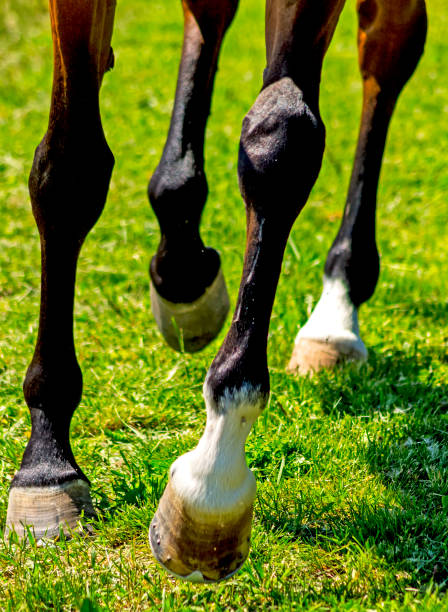 istock Horse Feet close up. 1400106472
