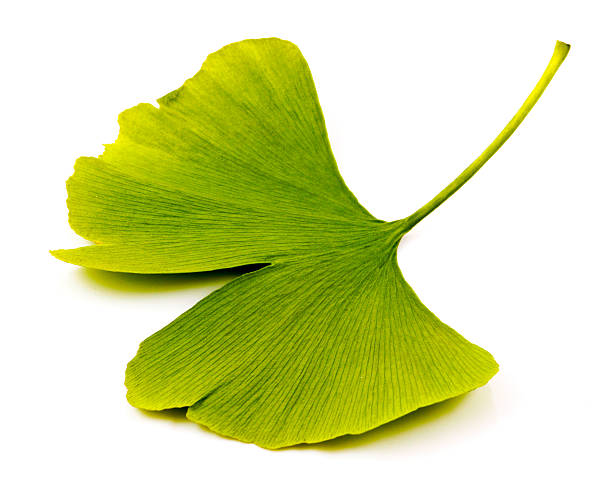 ginkgo biloba - herbal medicine ginkgo herb capsule stock-fotos und bilder