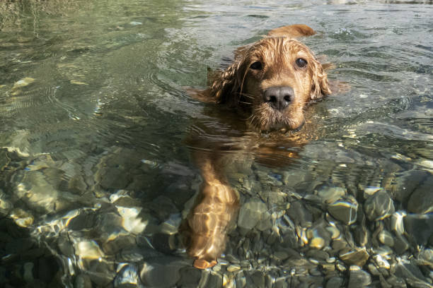 istock cocker spaniel dog swimming in the water 1400106764