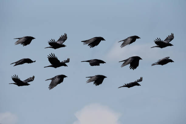 istock Composite compilation image of Carrion Crow Corvus Corone in flight against clear sky 1400106842