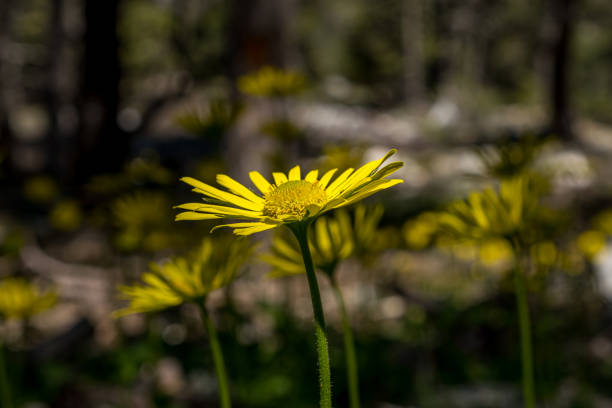 istock Close-up yellow daisies in the forest 1400106931