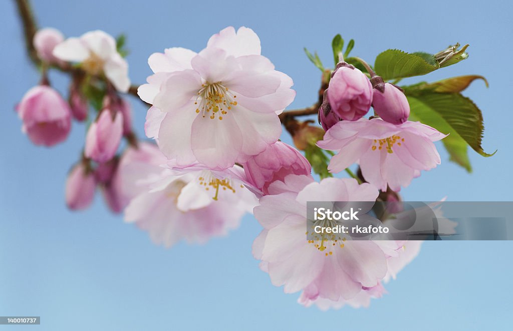 Japanese cherry (Sakura)with blossom Branch of Japanese cherry with pink blossom, blue sky  Beauty In Nature Stock Photo