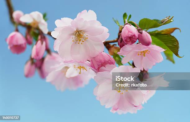 Japanese Cherry With Blossom Stock Photo - Download Image Now - Beauty In Nature, Blossom, Blue