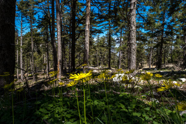 istock Yellow large daisies in dense forest area 1400107525