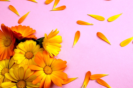 Background from calendula flowers with place for text.