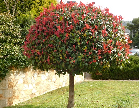 A photinia fraseri red robin tree with both red and green leaves