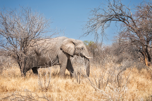 Elephant in Etosha national park, Namibia, Africa