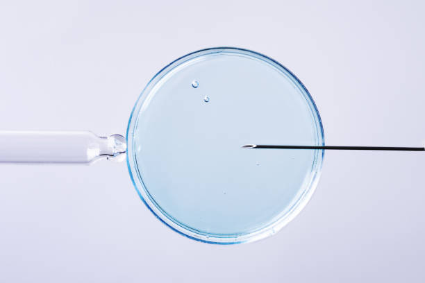 conceito de fertilização in vitro. - human fertility artificial insemination embryo human egg - fotografias e filmes do acervo