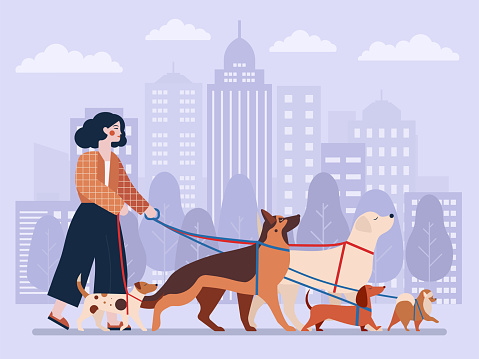 Dog walker woman with group of dogs on leashes in city park. Pet care service concept illustration with female pet sitter or professional handler for doggy walking, training and day care business.