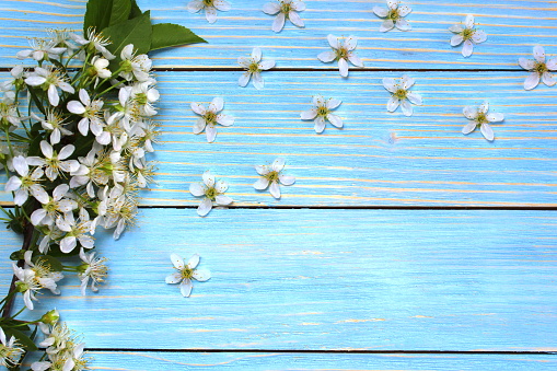 On a wooden background lies a branch with cherry blossoms with a place for text.