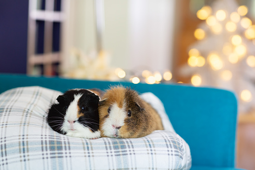 Two guinea pigs sitting on chequered cushion,christmas decoration and lights in background