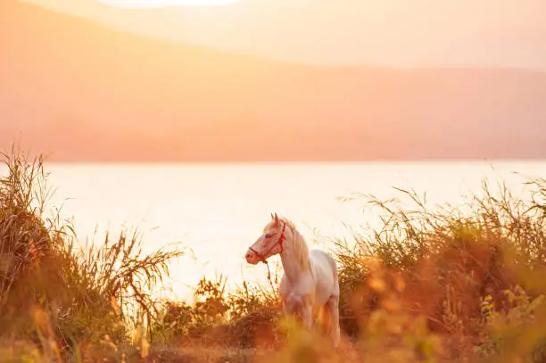 Photo of A white horse grazes on grassland during sunset.