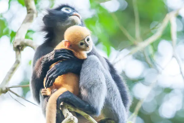 Mother dusky leaf monkey or spectacled langur holding a newborn on the tropical forest canopy. Koh Wua Ta Lup Islands, Mu Ko Ang Thong National Park, Thailand.