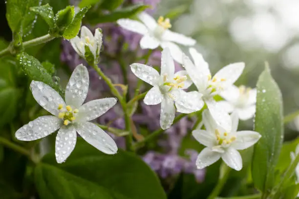 close up of spring flowers, Star of Bethlehem, with water drops on petals.