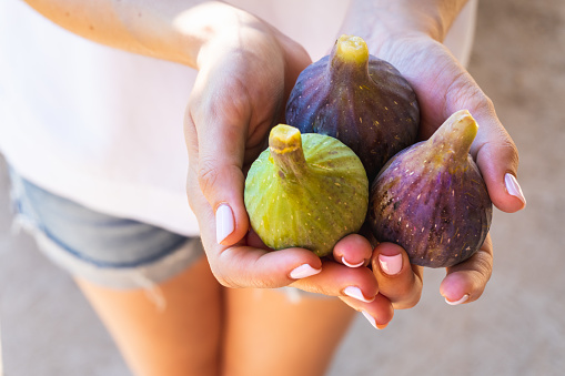 A closeup of a woman's hands holding three organic figs on a sunny day
