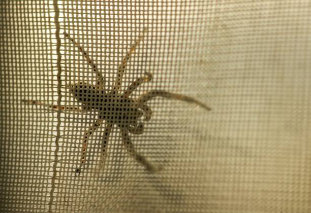 istock A giant brownd spider crawled behind the curtain 1400113284