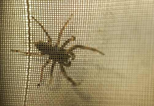 Araneus diadematus or spider (laba-laba) with white background